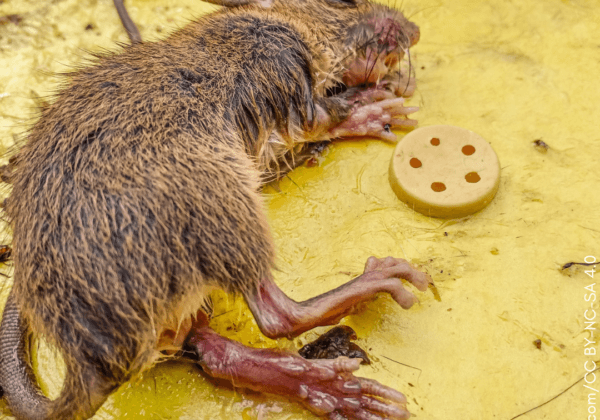 Delhi Government Bans Cruel Glue Traps in Response to PETA India Appeal