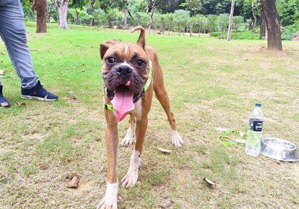 Dog Rescued by PETA India Is Looking for a Permanent Loving Home