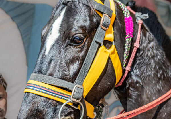 Ladakh Prohibits Manufacture and Trade of Illegal Spiked Bits Used to Harm Horses Following PETA India Appeal