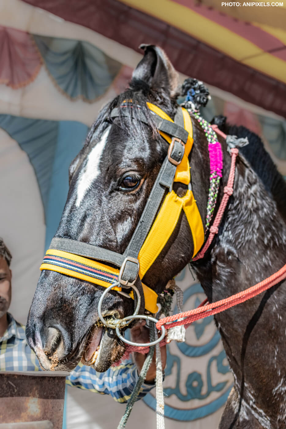 Ladakh Prohibits Manufacture and Trade of Illegal Spiked Bits Used to