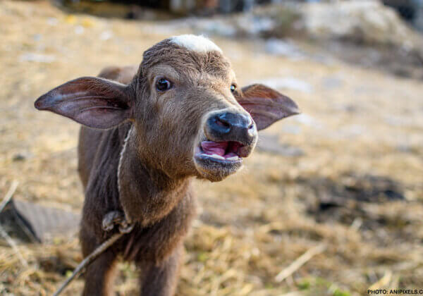 Muzaffarnagar Police Registers FIR Against Man for Breaking Calf’s Legs, Following PETA India Action