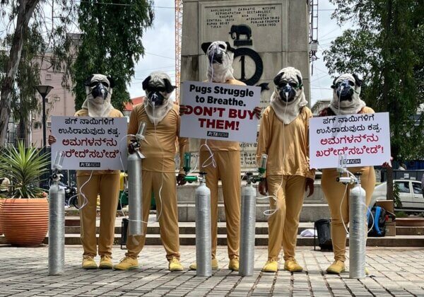 सांस लेने का उपकरण पहनने वाले ‘पग्स’ ने बेंगलुरुवासियों को जागरूक किया गया कि पग प्रजाति के कुत्तों को हर समय सांस लेने में परेशानी होती है
