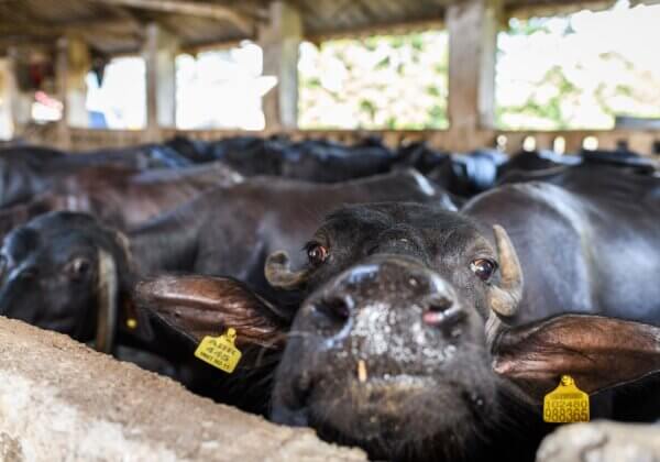 Documentary ‘Maa Ka Doodh’ Exposes the Harsh Reality of India’s Dairy Industry