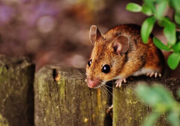Odisha Joins 20 Other States and UTs in Banning Cruel Glue Traps for Rodent Control in Response to PETA India Appeal