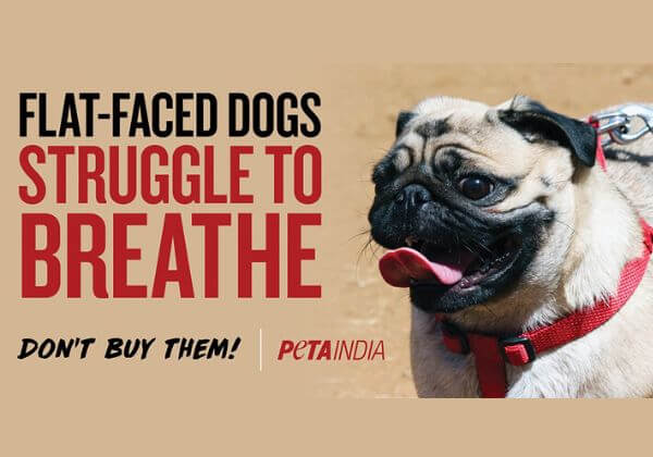 Pugs Can’t Breathe, Warns PETA India in New Campaign