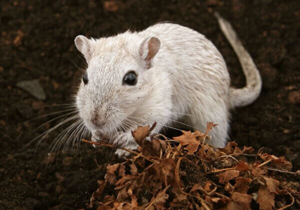 Bihar Bans Cruel Glue Traps for Rodent Control in Response to PETA India Appeal