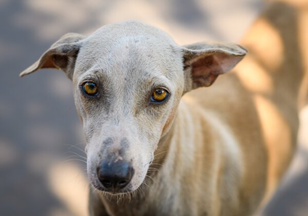 बड़ी जीत! केंद्र सरकार की समिति ने दवा परीक्षण के लिए बेघर कुत्तों को इस्तेमाल करने वाली योजना को वापिस लिया