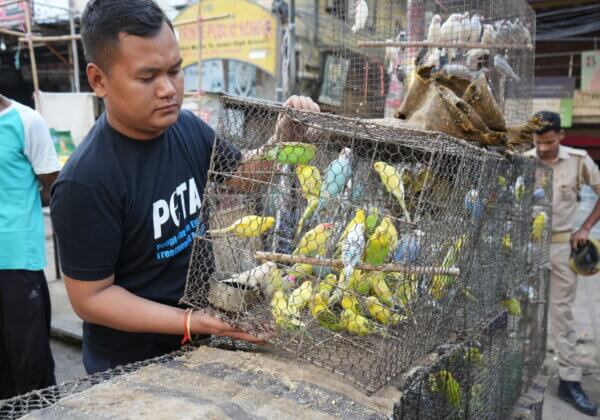 लखनऊ : PETA इंडिया की शिकायत पर लखनऊ के नक्खास बाज़ार में छापेमारी कर 1200 से अधिक तोते, मुनिया व सिल्वरबिल एवं विदेशी पक्षियों को बचाया गया