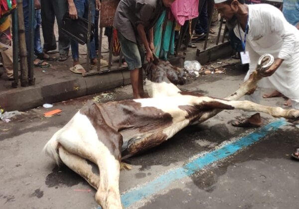 Sixth Horse Forced to Pull Carriage in Kolkata Drops Dead, PETA India Demands Change to Electric Vehicles