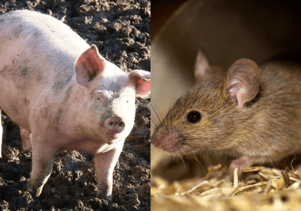PETA इंडिया की अपील के बाद, अंडमान एंड निकोबार द्वीपसमूह ने पशुओं के हित में दो अहम फैसले लिए