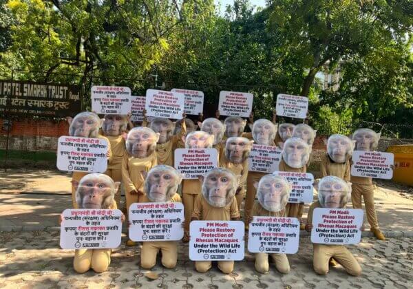 Troop of Threatened ‘Monkeys’ From PETA India, FIAPO, and Aashray Foundation Pleaded for Protection From Foreign Animal Experimenters and Other Abuse
