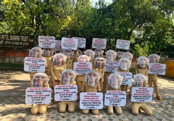 PETA इंडिया, FIAPO, और Aashray Foundation के डरे हुए ‘बंदरों’ की टोली, विदेशी पशु प्रयोगकर्ताओं और अन्य क्रूरता से बचने की गुहार लगाई
