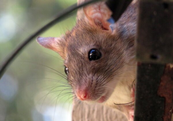 Victory! India’s 3rd Largest Pharmacy and Lifestyle Retail Chain, Wellness Forever, Stops Glue Trap Sales After PETA India Appeal