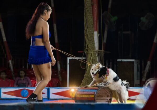 PETA इंडिया की अपील के बाद, Paytm Insider ने अपने प्लेटफॉर्म से जानवरों का इस्तेमाल करने वाले सर्कस के विज्ञापनों को हटा दिया है
