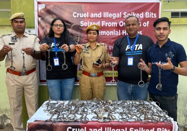 जयपुर पुलिस, PETA इंडिया एवं आश्रय फाउंडेशन शादियों में इस्तेमाल होने वाले घोड़ों को नियंत्रित करने वाली, जब्त की गई सैकड़ों काँटेदार लगामों का प्रदर्शन किया