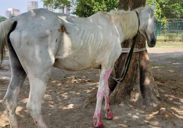 Calcutta High Court Orders That Unlicensed Horse Carriages Be Seized, Observes West Bengal Government Has ‘Turned a Blind Eye’ to Horses’ Plight