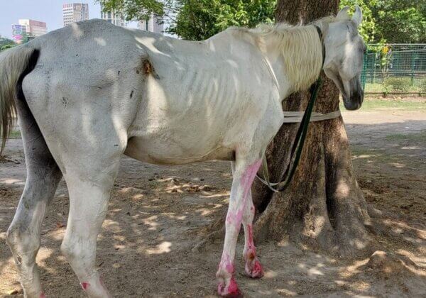 कलकत्ता उच्च न्यायालय ने आदेश दिया कि बिना लाइसेंस वाली घोड़ा गाड़ियों को जब्त कर लिया जाए, पश्चिम बंगाल सरकार ने घोड़ों की दुर्दशा पर ‘आंखें मूंद ली हैं’