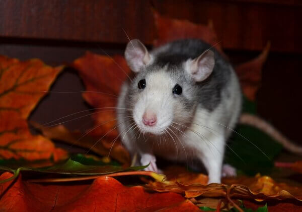 Haryana Bans Cruel Glue Traps for Rodent Control in Response to PETA India Appeal