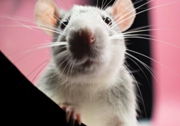 विज्ञान ‘चूहे के जाल’ में फंस गया है – यह पुस्तक बताती है कि कैसे मुक्त हुआ जाए
