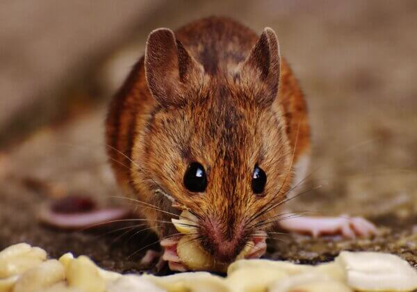 Chandigarh Bans Cruel Glue Traps for Rodent Control in Response to PETA India Appeal