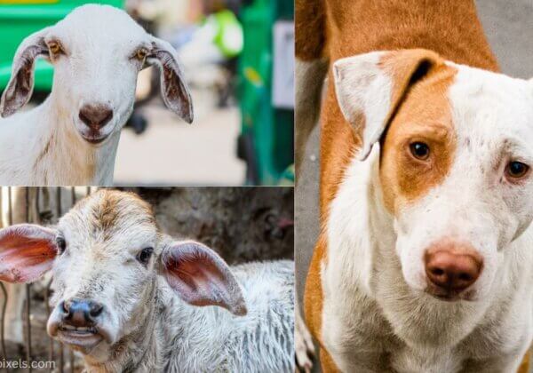 URGENT: Your Help Needed Right Now to Stop Sexual Abuse of Animals