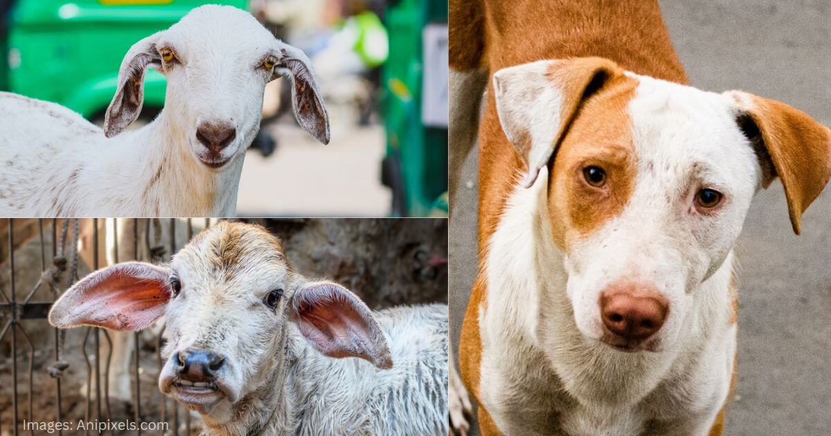 URGENT: Your Help Needed Right Now to Stop Sexual Abuse of Animals