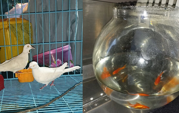 Doves and Goldfish Seized From Magician by Navi Mumbai Police Following PETA India Complaint