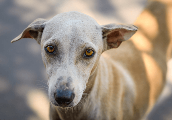 Following PETA India’s Recommendation, Parliamentary Standing Committee on Home Affairs Recommends Inclusion of Sexual Violence Against Animals as an Offence Under BNS Bill 2023