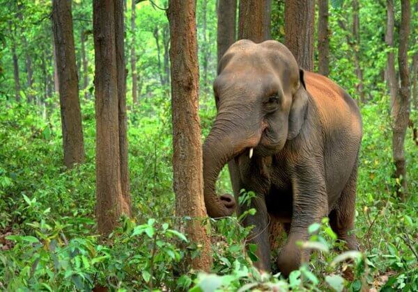 2023 PETA इंडिया के लिए एक बेहतरीन साल रहा
