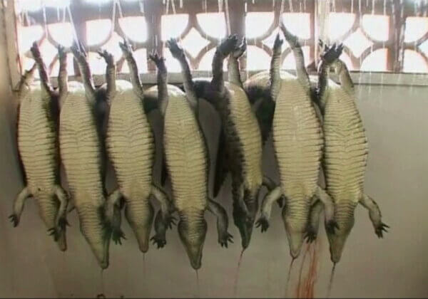 Exposed: Crocodiles and Alligators Factory-Farmed for Hermès ‘Luxury’ Goods