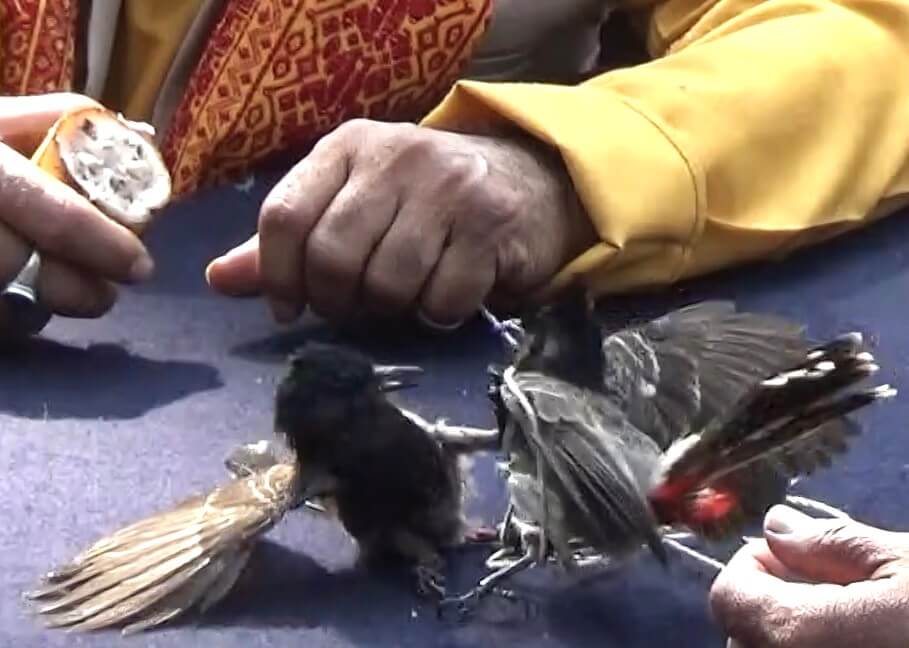 Bulbul Birds Are Drugged and Starved in Assam for Fights – Take Action Now to Help Stop This!