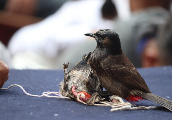 Gauhati High Court Approached by PETA India to Ban Bulbul Fights