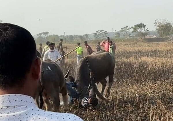 Unauthorised Buffalo Fight Halted in Nagaon After Gauhati High Court Directs Enforcement of Government SOP on Animal Fights, Following PETA India’s Plea