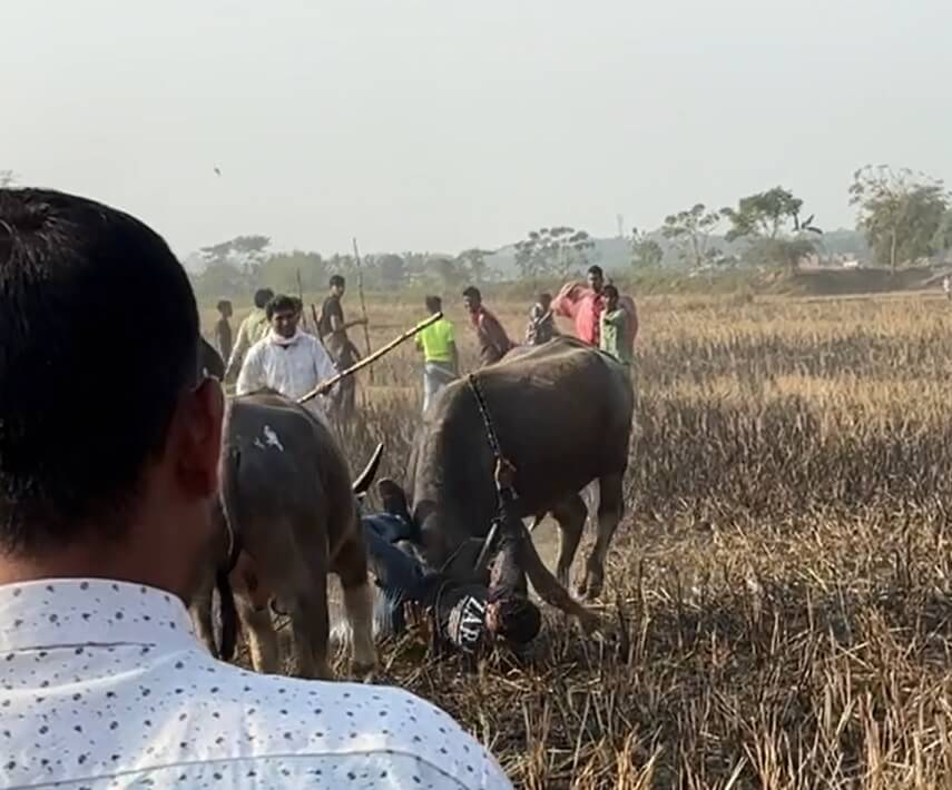 PETA इंडिया की तत्काल याचिका के बाद, गुवाहाटी उच्च न्यायालय ने बैलों की अवैध लड़ाइयों के संबंध में असम सरकार को फटकार लगाई