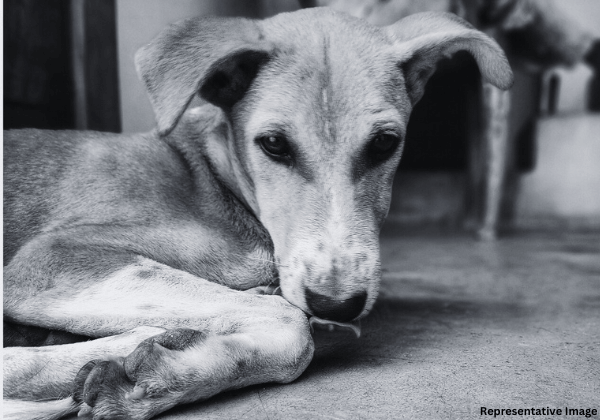 PETA इंडिया की कार्यवाही के बाद, मईहर पुलिस ने कुत्ते पर हमला करने और उसकी एक आंख फोड़ने के मामले में FIR दर्ज की