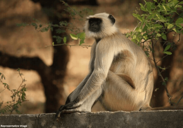 PETA इंडिया की शिकायत के बाद छत्तीसगढ़ वन विभाग ने रायपुर के एक व्यक्ति पर लंगूर का शोषण करने और उसको अवैध हिरासत में रखने के खिलाफ़ मामला दर्ज़ किया