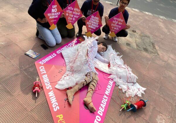 एक विशाल पतंग से ‘घायल पक्षी’ लखनऊ निवासियों से मकर संक्रांति से पहले पक्षियों की रक्षा करने की अपील करी