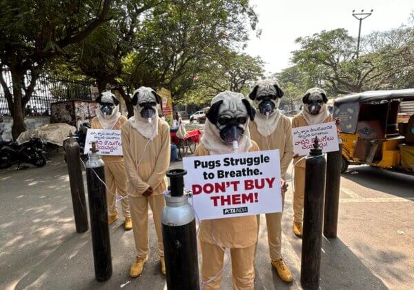 सांस लेने का उपकरण पहनने वाले ‘पग्स’ ने हैदराबाद के लोगों को जागरूक किया गया कि पग प्रजाति के कुत्तों को हर समय सांस लेने में परेशानी होती है