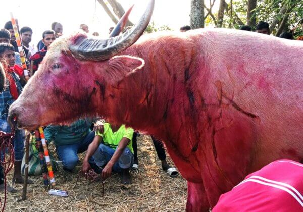 PETA इंडिया की याचिका के परिणामस्वरूप गौहाटी उच्च न्यायालय ने असम सरकार को बैलों की अनधिकृत लड़ाई रोकने का निर्देश दिया