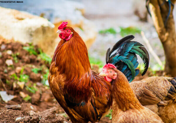 Sacrifice of Numerous Roosters Prevented in Kozhikode Following PETA India Complaint