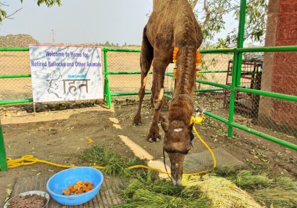 आंध्र प्रदेश पुलिस ने PETA इंडिया के साथ मिलकर ऊंटों की जान बचाई