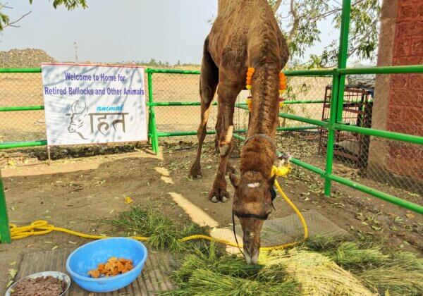 Andhra Pradesh Police Join Hands With PETA India in Efforts to Save Camels From Slaughter
