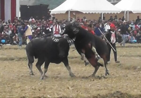 PETA इंडिया की शिकायत के परिणामस्वरूप असम में बैलों की अवैध लड़ाई के दौरान बैलों के साथ हुई जघन्य क्रूरता के खिलाफ़ FIR दर्ज़ की गयी