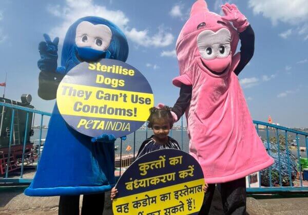 PETA इंडिया के बड़े से ‘कोंडोम’ विश्व स्पे डे से पहले पशु जन्म नियंत्रण को बढ़ावा दिया