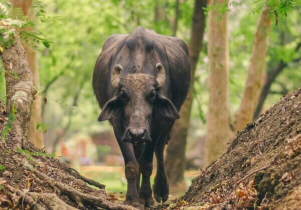 बड़ी जीत! PETA इंडिया की अपील के बाद, मोरीगांव में बैलों की अवैध लड़ाई पर रोक लगाई गयी