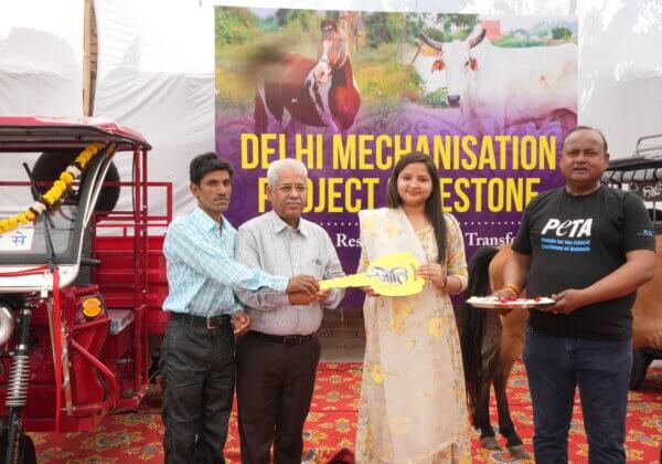 PETA इंडिया की दिल्ली मशीनीकरण परियोजना के माध्यम से 150वें पशु को बचाया गया और इस विशेष अवसर पर आम आदमी पार्टी की पार्षद शिवानी पांचाल एवं PETA इंडिया द्वारा लाभार्थी परिवारों को ई-रिक्शा की चाबियां सौंपी गयी