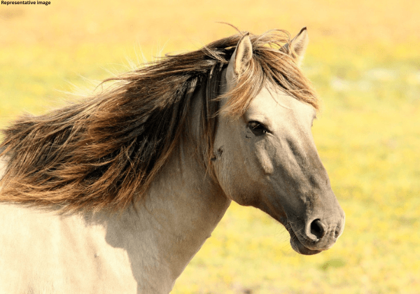 दिल्ली: PETA इंडिया द्वारा एकत्र किए गए सैम्प्ल्स में तांगा चलाने के लिए अवैध रूप से इस्तेमाल किए जाने वाले घोड़ों में ग्लैंडर्स के लक्षण पाएँ गए जिससे मानव जीवन को बड़ा खतरा है
