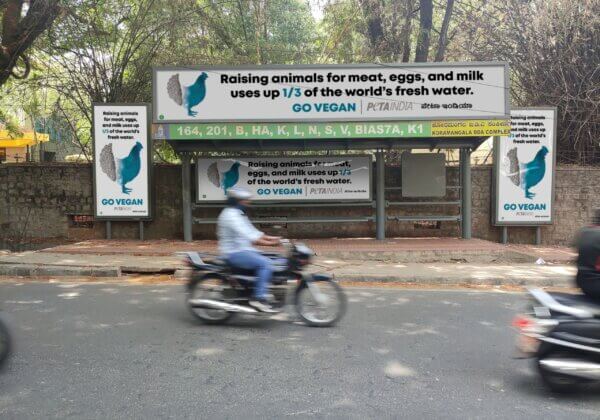 PETA इंडिया द्वारा विश्व जल दिवस से पहले बेंगलुरु में बिलबोर्ड लगवाकर लोगों को वीगन जीवनशैली अपनाकर पानी के संकट से निपटने हेतु प्रेरित किया गया