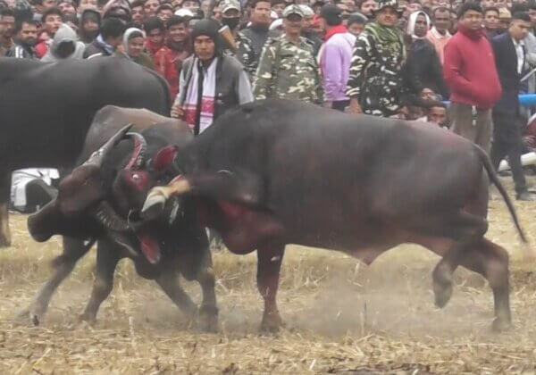 Gauhati High Court Directs Assam Government to Stop Unauthorised Buffalo Fights Plaguing the State Unabated, at PETA India’s Plea