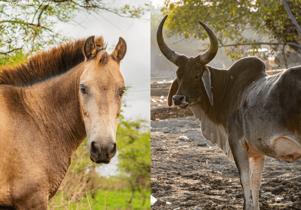 Victory: Illegal Horse-Bullock Cart Race Stopped in Mumbai Following PETA India’s Complaint